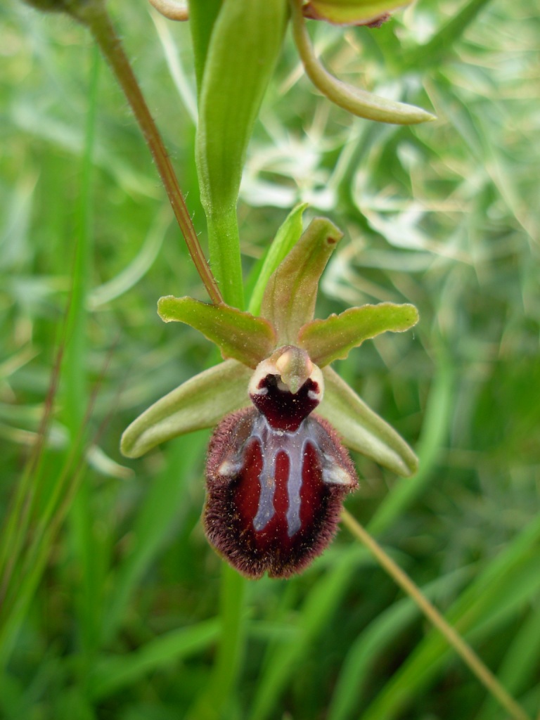 Ophrys sp